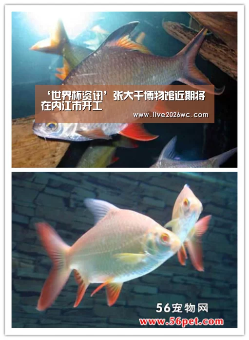 赛程时间